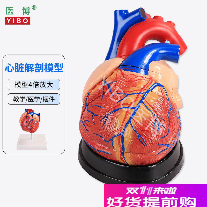 医博心脏解刨模型i医学教学模具可拆卸1:1人体仿真心脏模型医学人