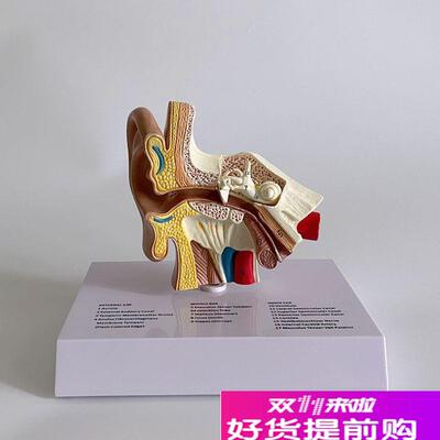 康泰模型人体耳朵结构右s内耳迷路半规管耳蜗鼓膜听小骨采耳店培
