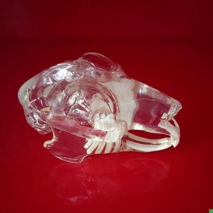 兔子头骨模型透明水晶口腔牙齿骨骼标本仿L真塑胶骨头兽医解剖教