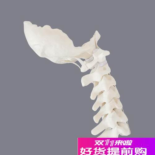 康泰颈椎仿真骨前后纵韧r带神经医学影像CT教学骨科术前实操X显影