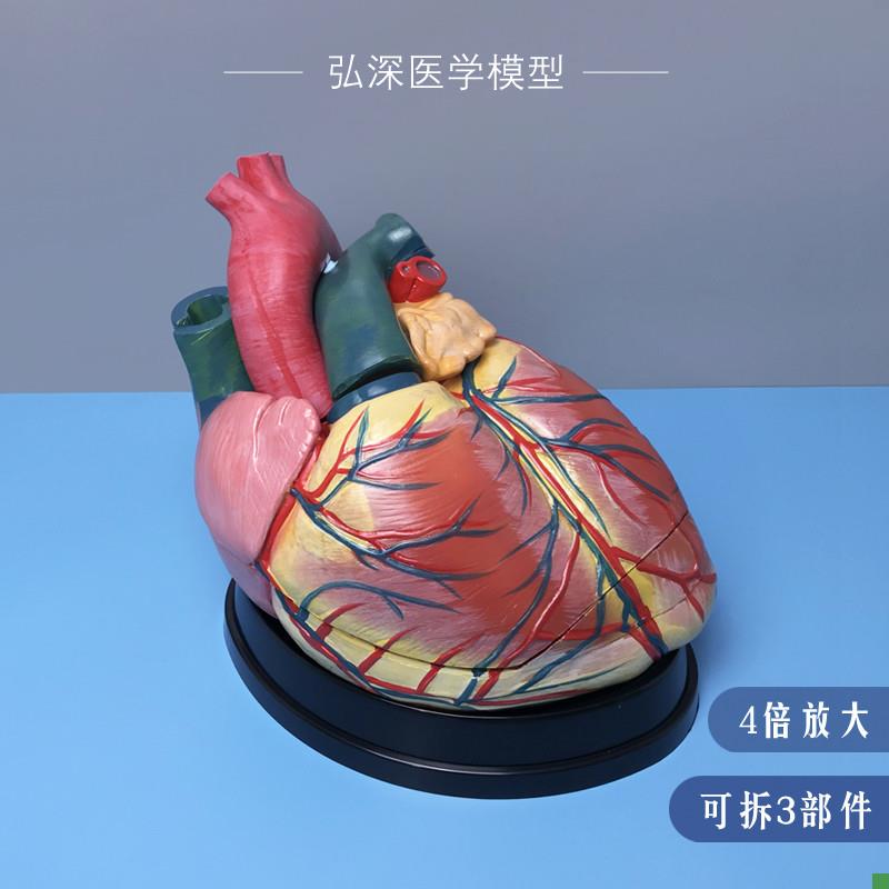 人体心脏模型4倍放大可q拆3块内脏器官解剖血管动静脉医学教学307