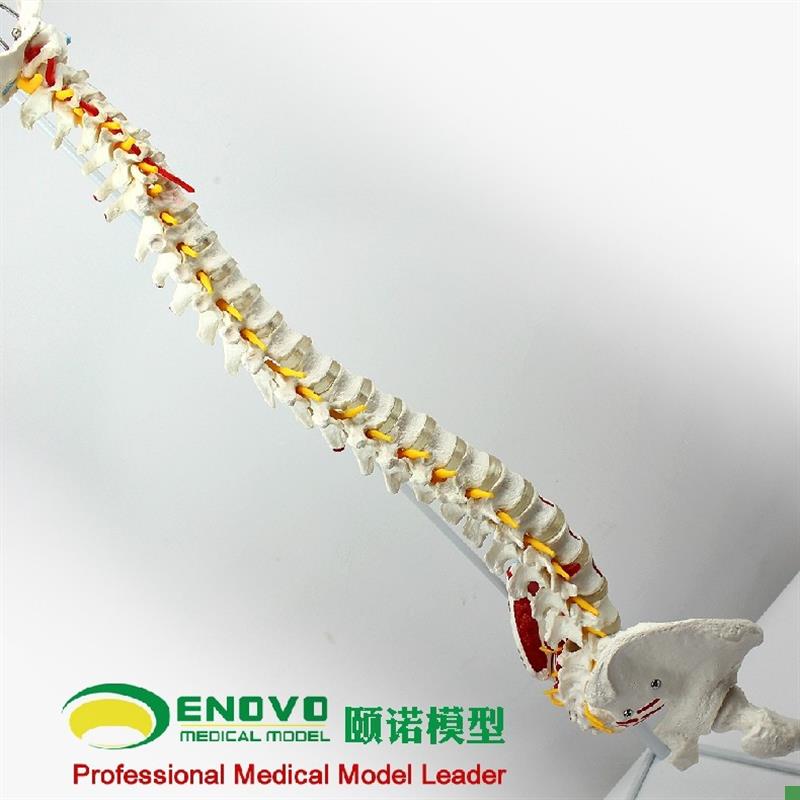 颐诺正品人体脊柱模型脊椎骨盆股骨肌肉起止点U脊神经骨骼模型