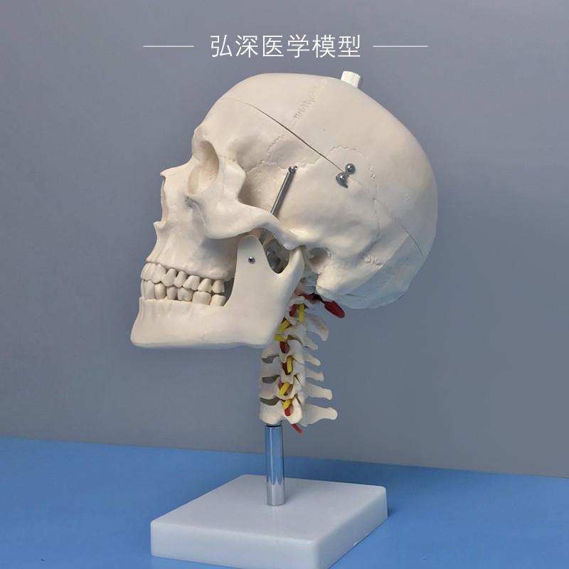 头骨带颈椎模型人体头颅骨头颈动脉骷F髅骨骼拆解活动医学教学模