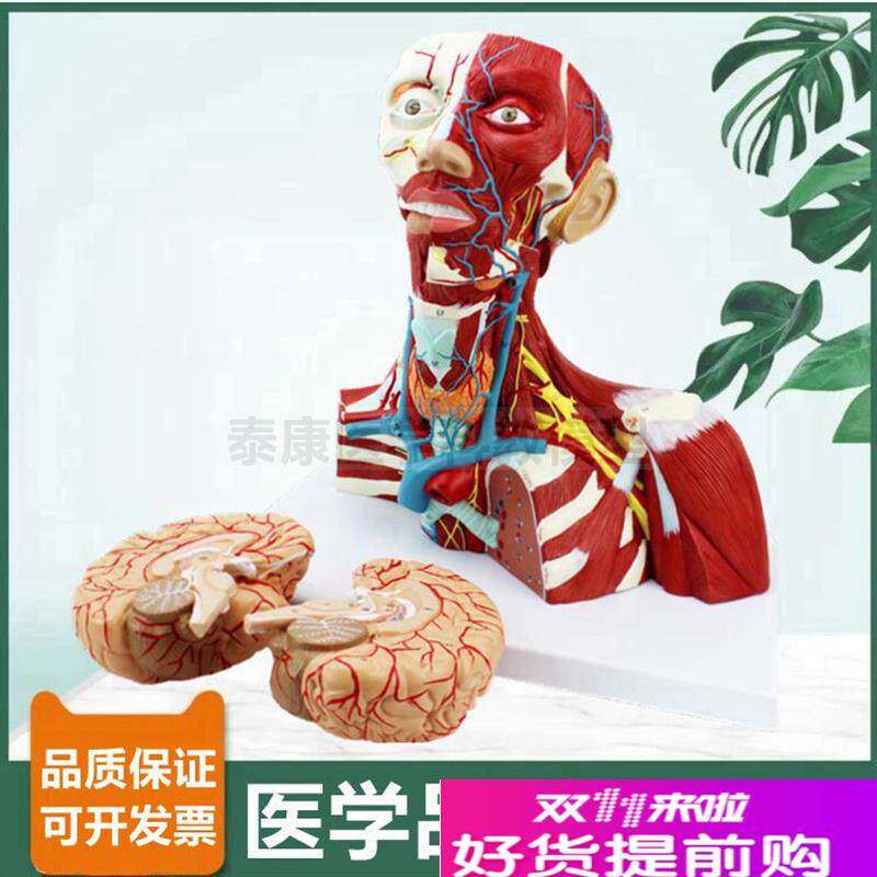 头颈解剖模型局部麻醉教学用颈部神经血管面部肌肉V颅脑可拆卸整