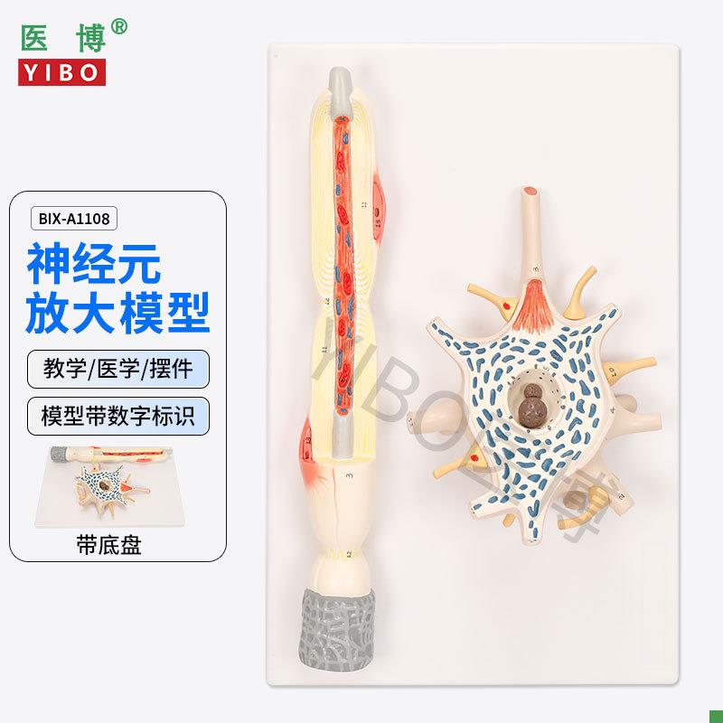 医博BIXd-A1108神经元放大模型神经元胞体神经纤维结构放大模型