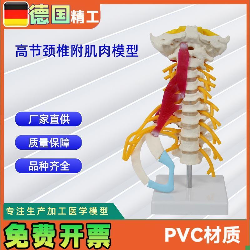 高级颈椎e附肌肉模型仿真人体颈椎医学展示模型