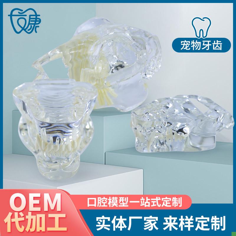 宠物牙齿模型透明狗牙猫牙口腔犬牙教学演示动Q物倒模具猫兽医包