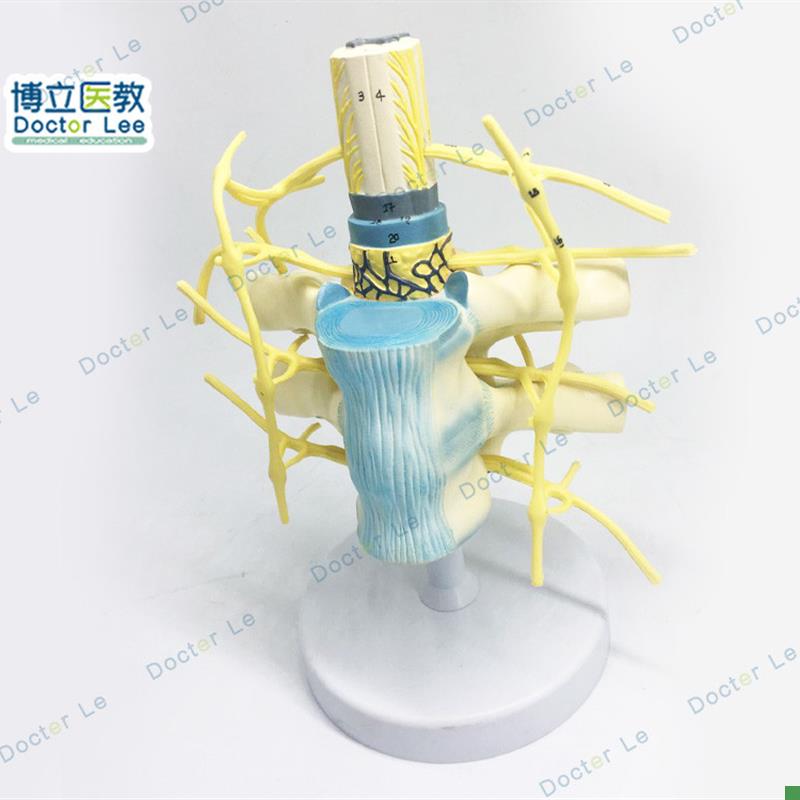 胸椎脊髓脊神经j交感神经干模型胸椎模型人体神经教学教具神经模
