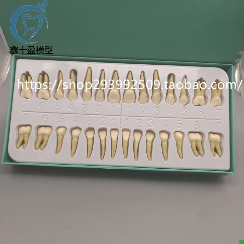 2.5倍牙模型形态解m剖和雕刻双色离体牙3倍窝洞制备牙齿解剖7026-