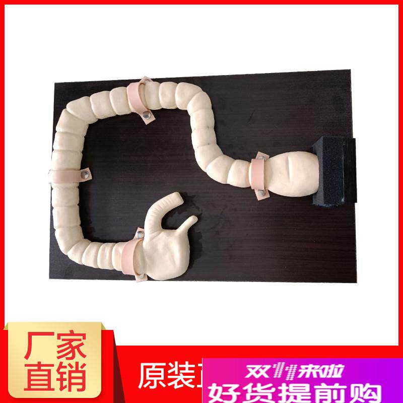 乙状结肠镜检查模型肠检查y演示教学训练模型大肠病变示教