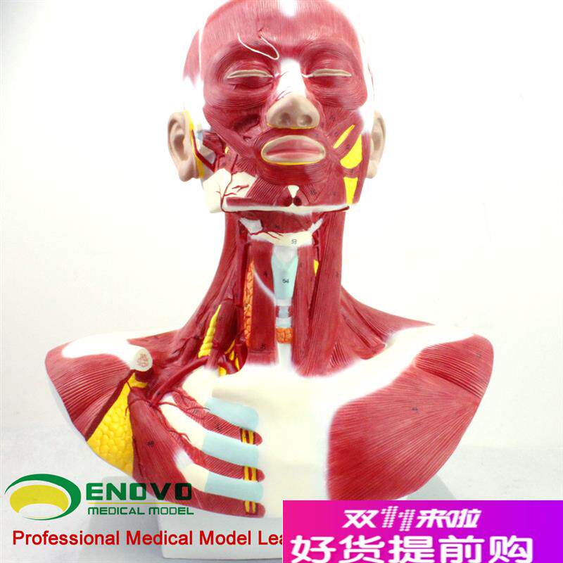 ENOVO正品医用人体头颈胸肌肉解剖模型微创美容T整形手术面部肌肉