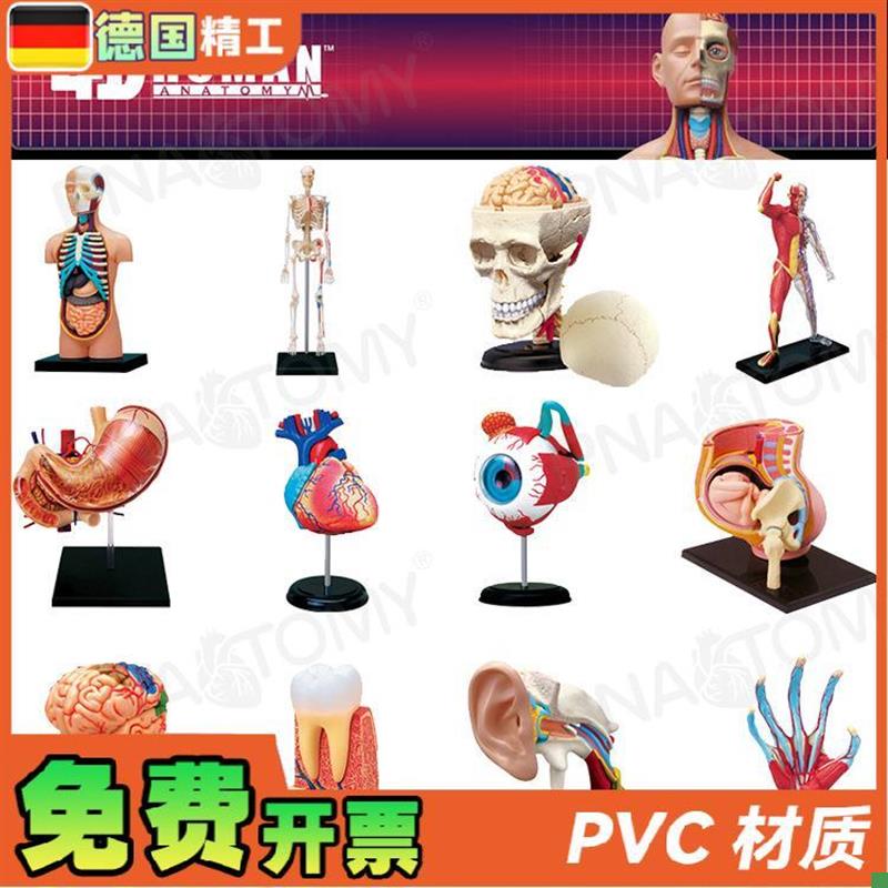 德国】4DMASTER人体解剖模型大脑H心脏眼球耳朵盆腔骨骼膝关节肌