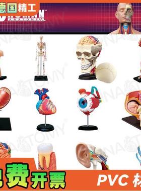 德国】4DMASTER人体解剖模型大脑H心脏眼球耳朵盆腔骨骼膝关节肌