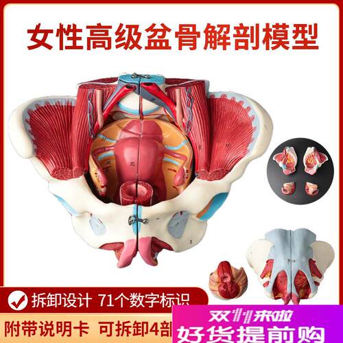女性骨盆模型盆底肌带生殖器血管神经肌肉子宫人U体解剖教学骨盆 - 封面