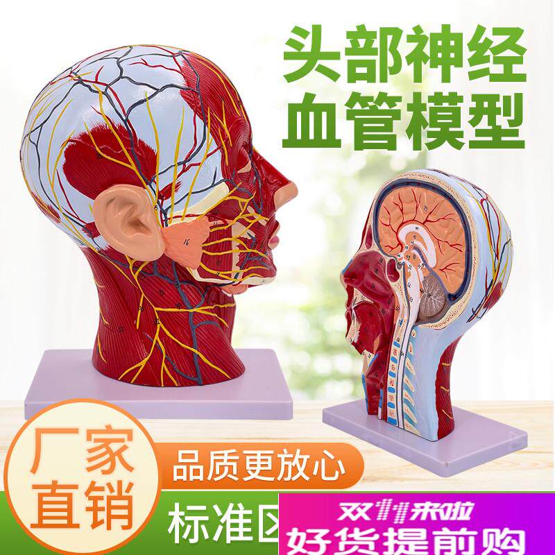 头面部附脑血管神经模型颈部解剖E学头面神经血管肌肉结构模型