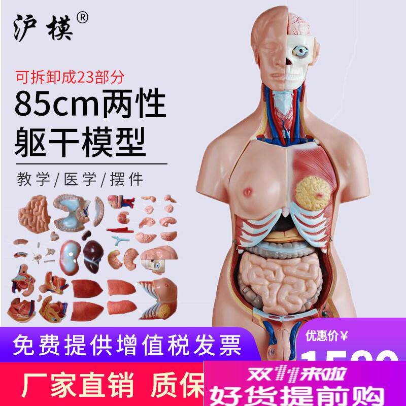 沪模85cm两性躯干模型23部件医学人体内脏器官构F造分布系统脑心