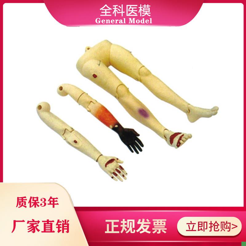 人体创伤四肢模型
