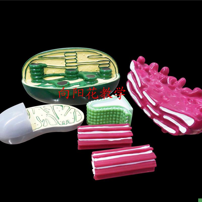 向阳花细胞器结构模型s高中生物仪器教学器材厂家直销包邮