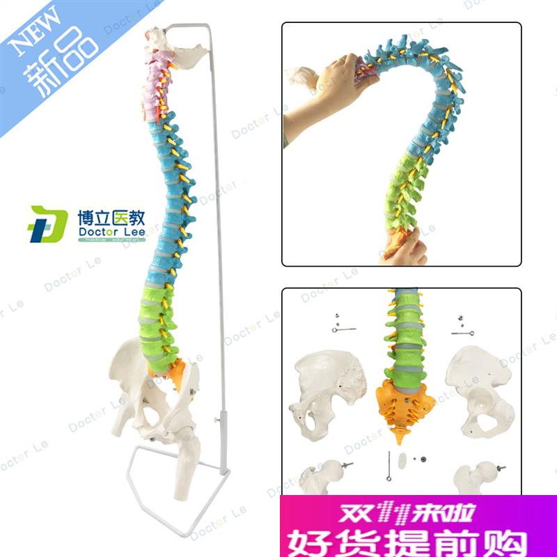 正骨彩色椎体f人体脊柱模型人体骨骼模型大脊椎成人1:1带胸椎骨盆