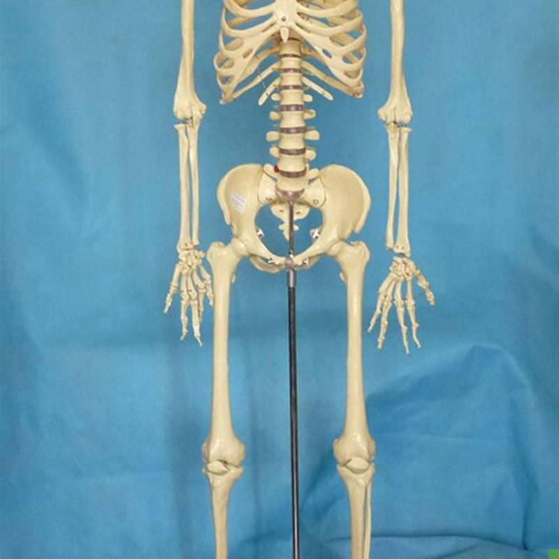 170cm人体骨骼模型1:1骷髅骨架医用R教学教具展示讲解