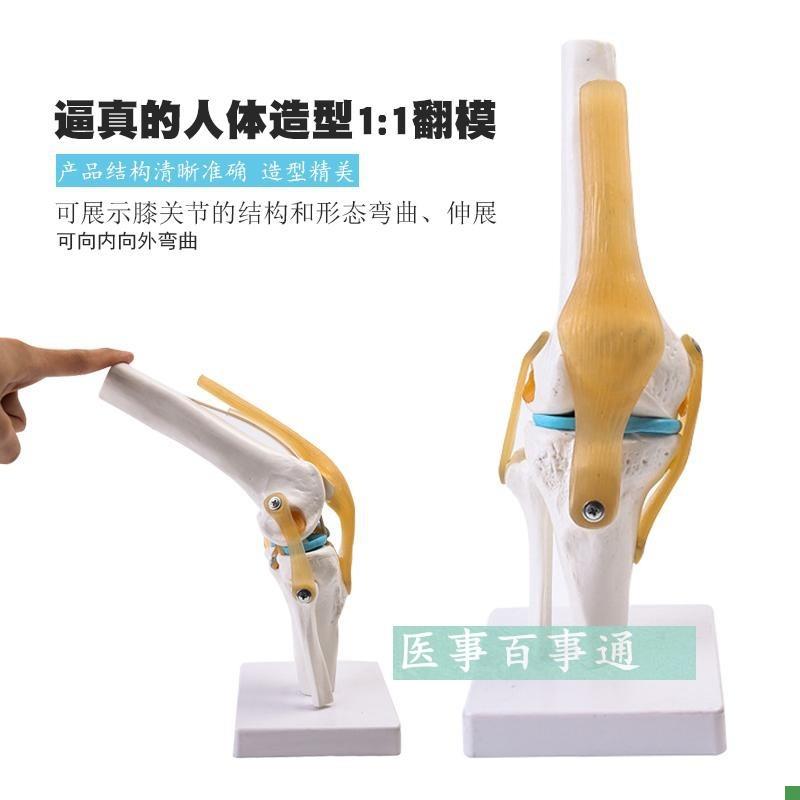 自然大膝关节模型l人体骨骼解剖模型医学教学培训专用骨科教学