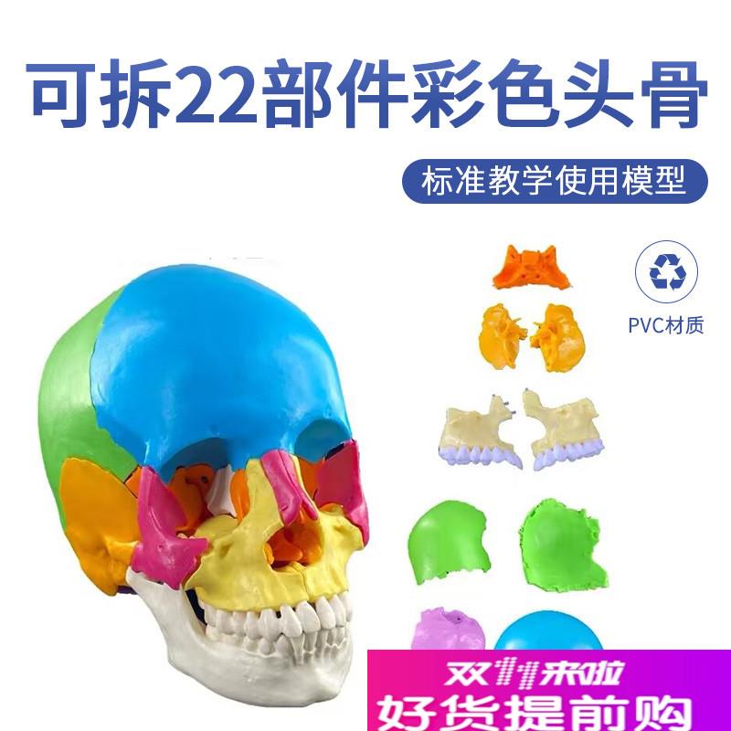 人体头骨骨骼模型可拆n分装22部件医院学校教学教具微整解剖用摆
