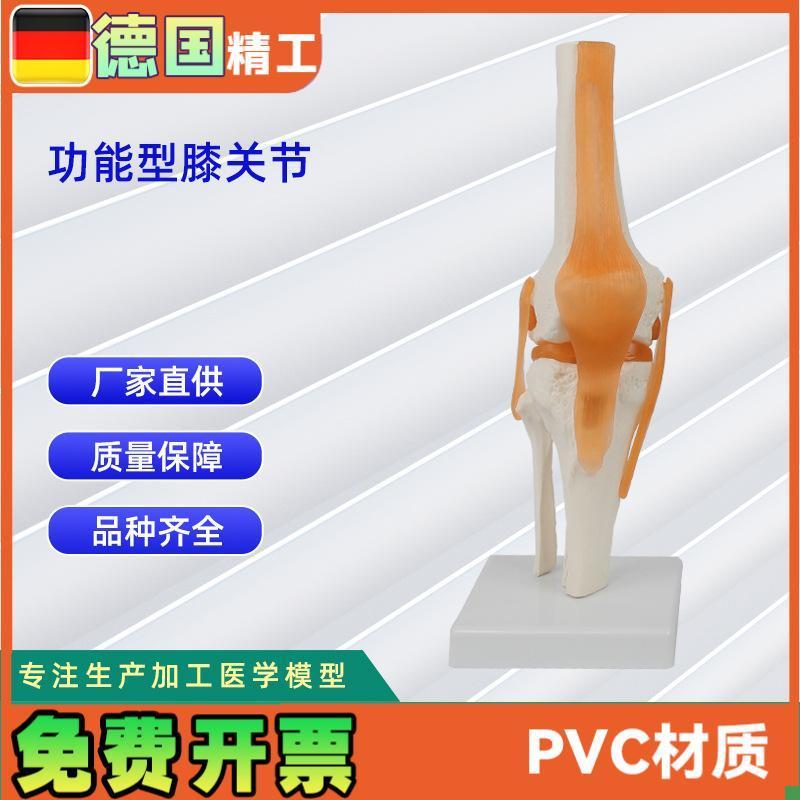 功能型膝关节模型人体膝关节功能模型人体骨.骼关节模型