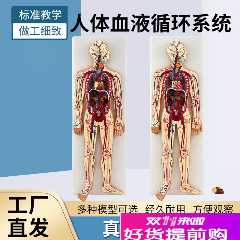 人体血液循d环系统模型动脉静脉血管解剖血管心脑血管循环模型