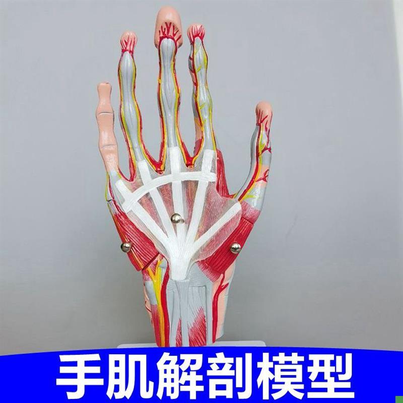 手肌模型手掌韧带手指关节肌腱解剖肌肉神经血Q管可拆卸手外科医