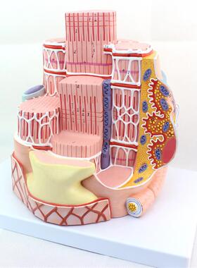 ENOVO颐诺人体骨骼肌纤维模型显微解剖模型骨骼肌结构MICROa.nato