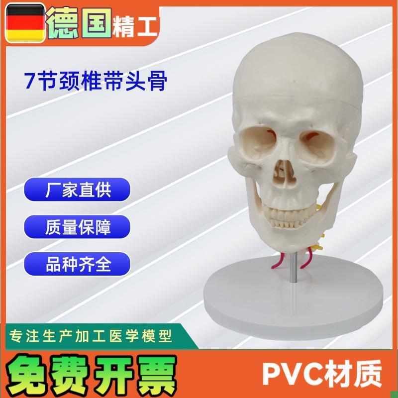 7节颈椎带头骨模型人z体头骨模型骨科教学模具