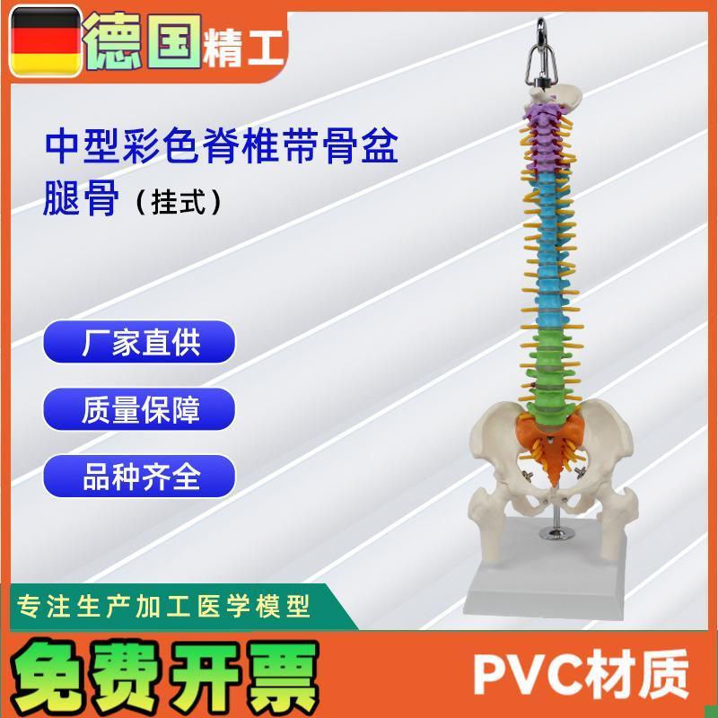 中型彩色c脊椎带骨盆腿骨(挂式)模型人体脊柱模型