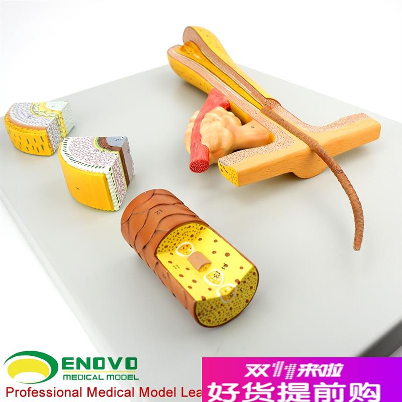 ENOVOd颐诺毛发毛囊头发解剖结构模型化妆美容美发教学培训头发