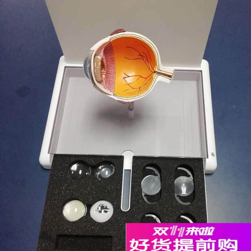 眼睛模型晶f片虹膜器官解剖白内障光学教仪医用医学教学教具