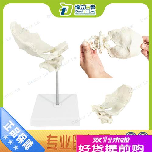 枕骨带寰椎枢椎模型可活动枕骨模型颈椎模型骨U骼标本仿真正骨