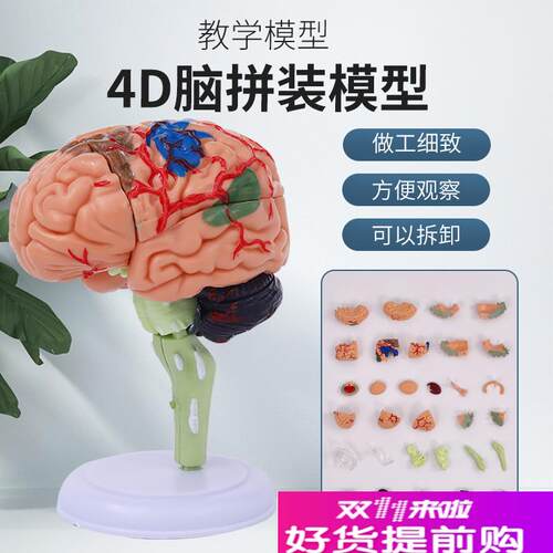 人体大脑解剖模型人体p器官结构教学模型4d小脑可拆装医院摆件讲
