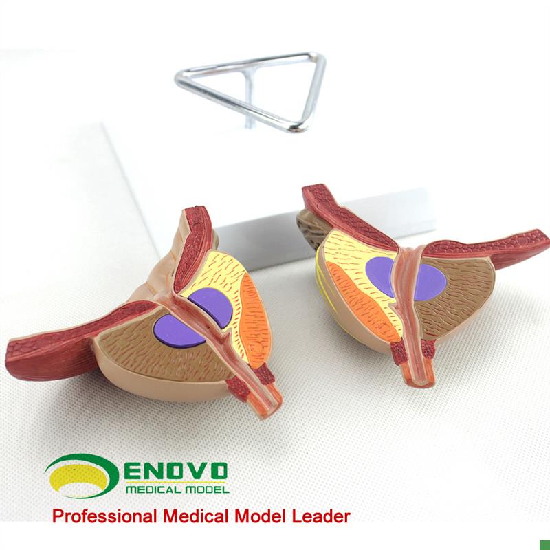 ENOVO颐诺医学前列腺解剖模型BPH前列腺检查模型男性.前列腺生殖