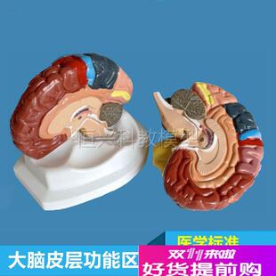 脑功能区模型大脑皮层定位人体脑结构额叶脑干小脑胼胝Z体丘脑垂
