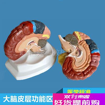 脑功能区模型大脑皮层定位人体脑结构额叶脑干小脑胼胝Z体丘脑垂
