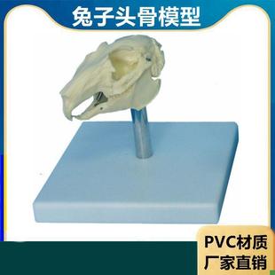 兔子骨骼模型仿真标本生物课教学B仪器内脏可拆卸皮肤解剖兔子结