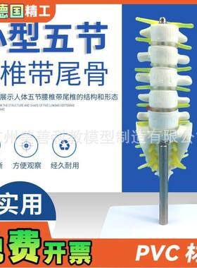 小型腰椎带尾椎骨模型5节带腰椎间盘的腰椎骶V骨尾骨和脊椎