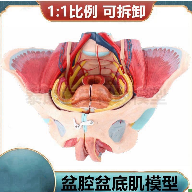 盆底肌模型女性盆腔肌肉气管生殖泌尿月嫂培Q训技校产后修复瑜伽