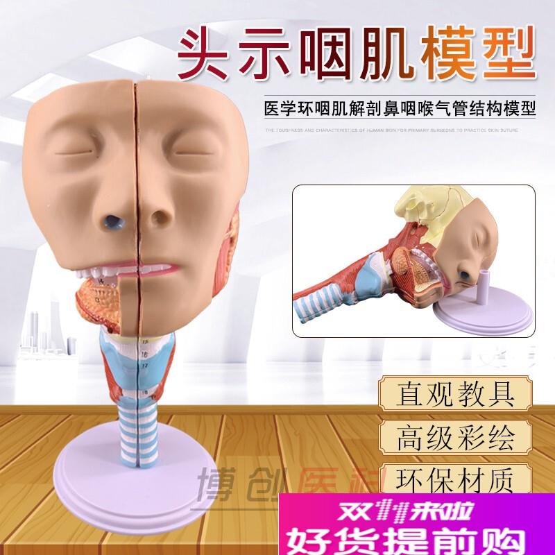 咽喉咽肌模具喉解剖模具模型模具口鼻L模具舌肌头骨医用新品
