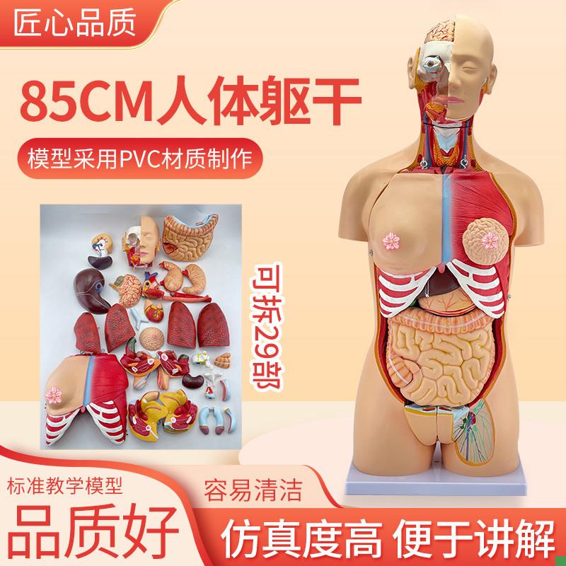 85cm人体躯干解剖可q拆卸29部件器官可拆卸医学教学心脏内脏模型