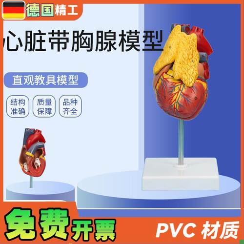 德国】PNT-0401心脏带胸腺模C型3部件可拆卸教学模型仿真心脏带胸