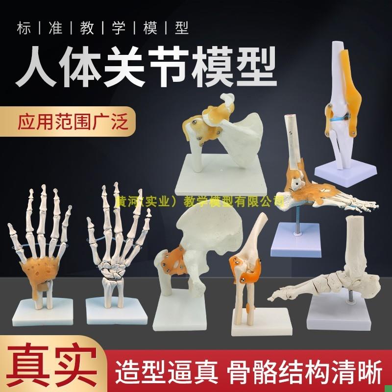 人体膝关节功能模型肩关节肘关节手E关节脚关节髋关节可动骨骼模