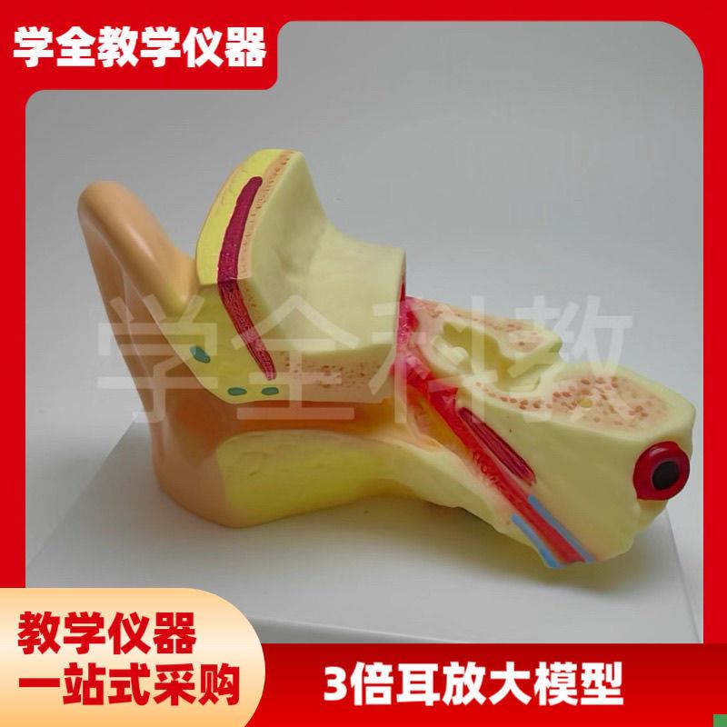 3倍耳放大模型人解剖耳鼻喉科听觉系G统展示耳朵内耳教学结构医学