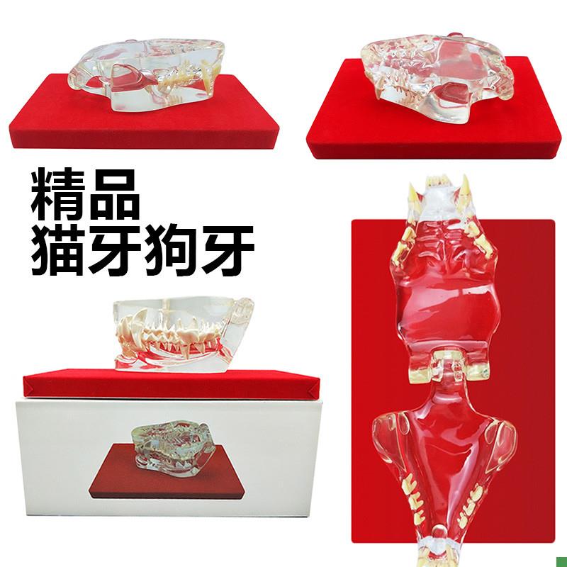 动物牙齿模型猫牙口腔狗牙w牙模口腔教学儿童玩具仿真小动物兽医