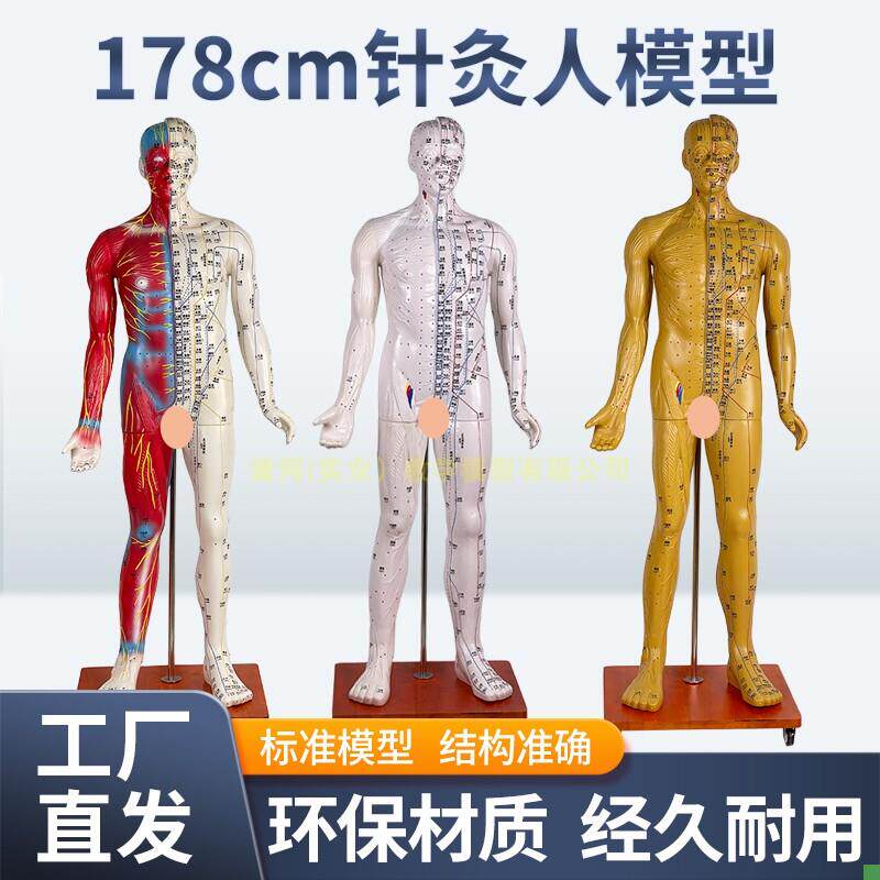 170CM人体针灸模型针灸铜人模型178cm中医经络U穴位模型穴位清晰