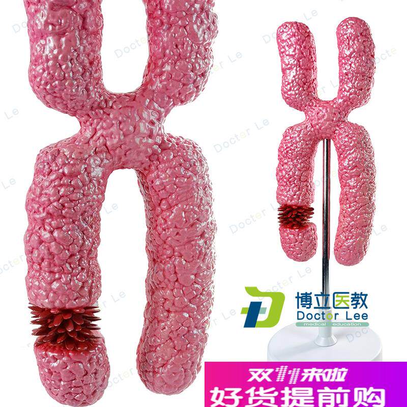X染色体模型医学细胞器模型减数分裂中学M生物教学实验教具模型